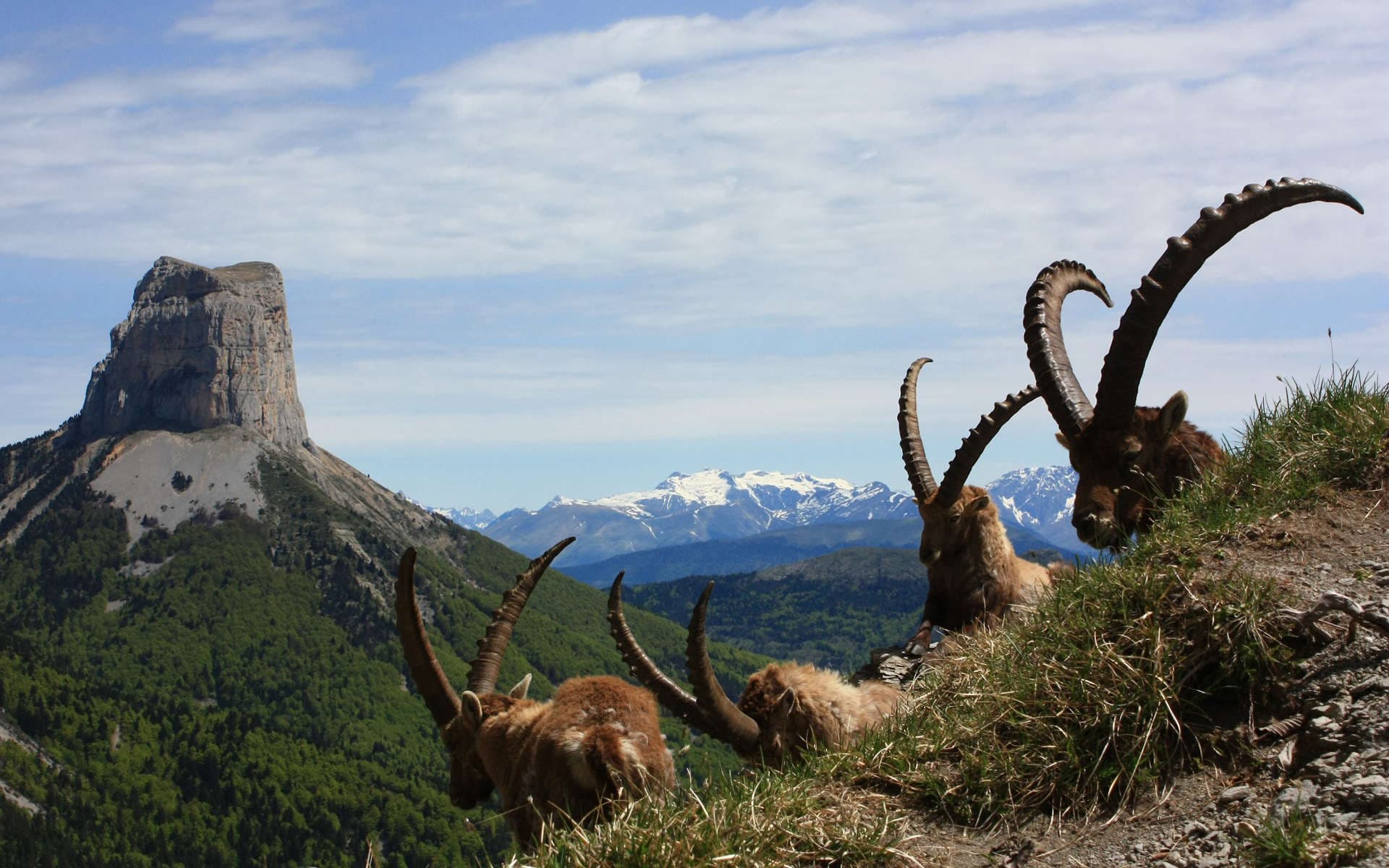 Bouquetins des Alpes